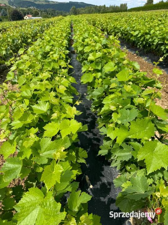 Zestaw 25 sztuk Muscat Odesskij na białe wino Łazy Brzyńskie