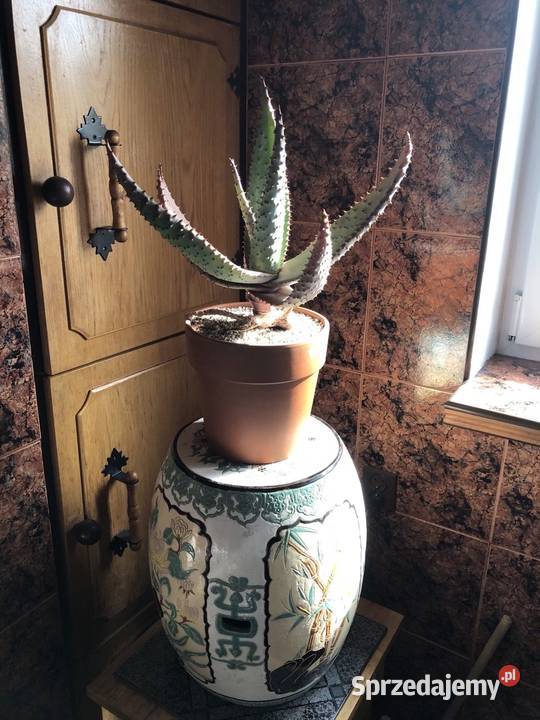Aloes aloe Marlothii wyjątkowy okaz jedyny taki Piastów sprzedam