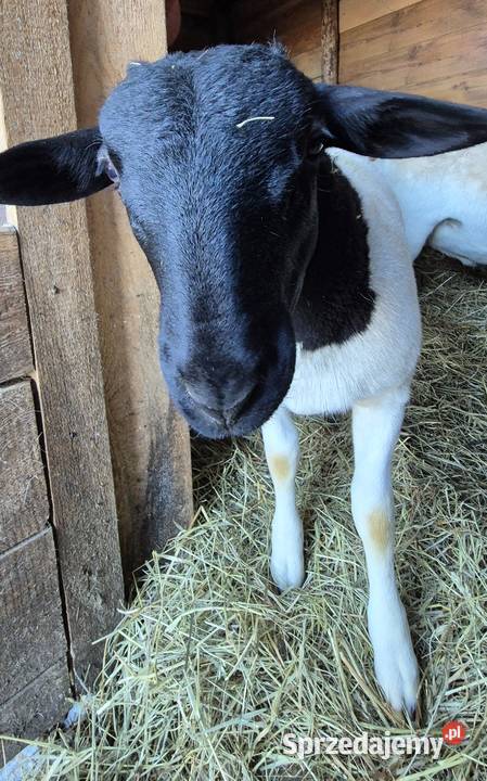 Baranek Dorper Kastrat Owce Baran Cekcyn sprzedam