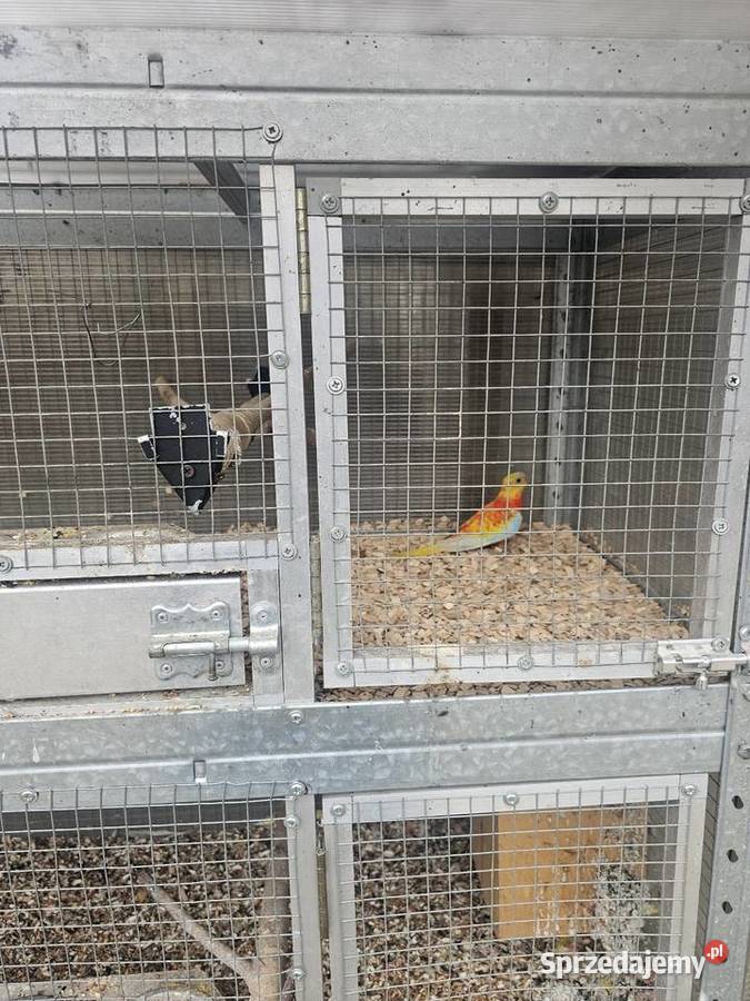 Łąkówka samiec Godów