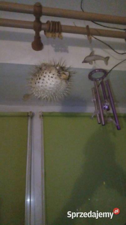 Ryba rozdymka spreparowana Warszawa sprzedam