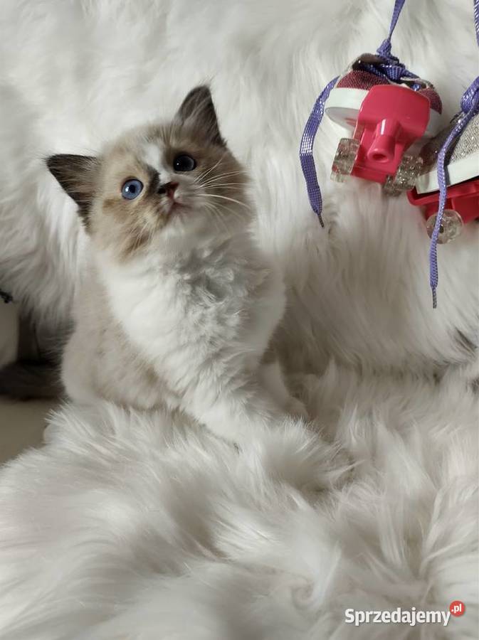 Ragdoll kocurek rodziny Wejherowo