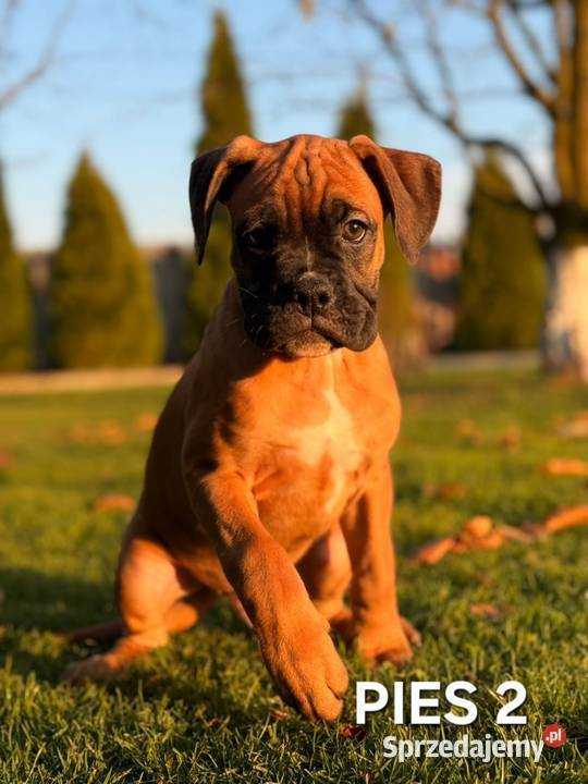 Szczeniaki Bokser Baszyny sprzedam