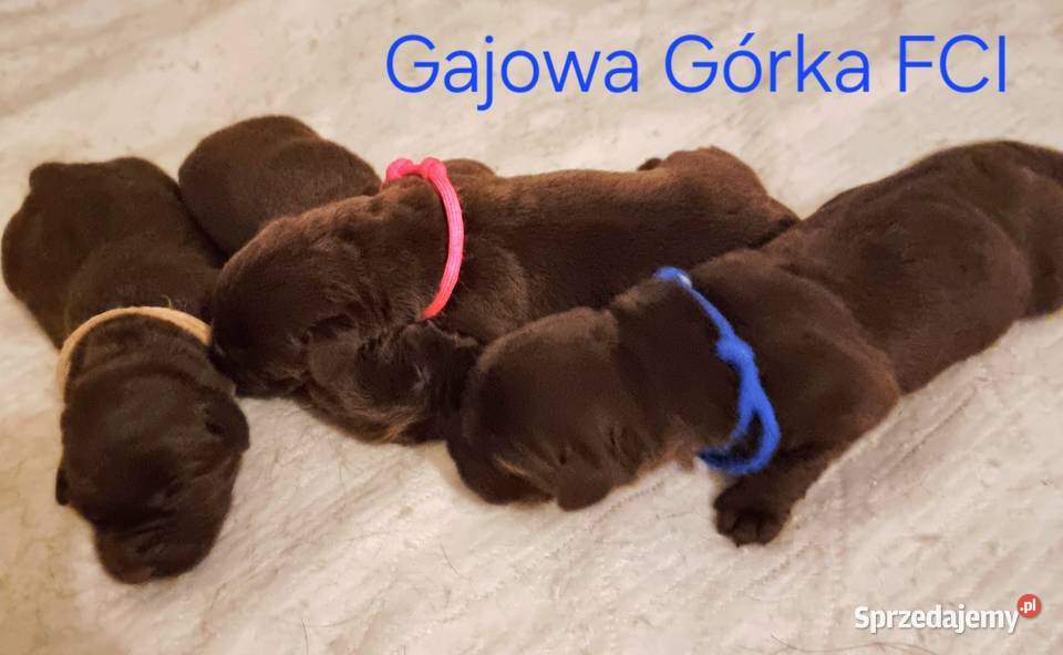 Szczęnieta Labrador Retriever FCI ZkwP oWrocław Psy Gaj Oławski