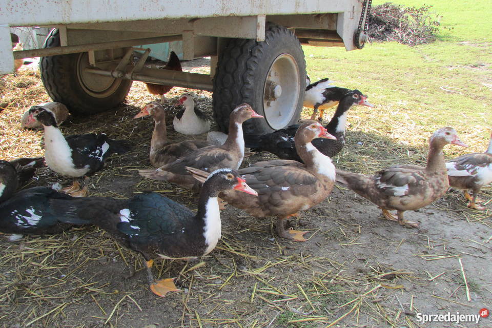 Kaczki piżmowe francuskie Świrna