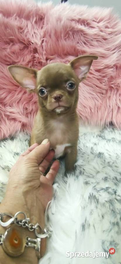 Gotowy Do Odbioru Piękny Chłopczyk Chihuahua Ciszkowo