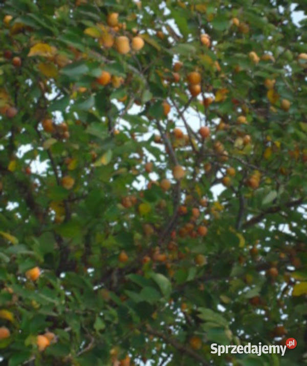 HURMA AMERYKAŃSKA KAKI Diospyros sadzonki w don Ustronie