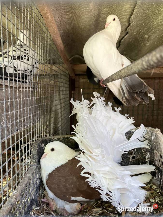 Sprzedam gołębie ozdobne Czółna