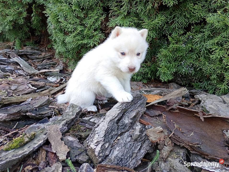 Siberian husky boy Racibórz sprzedam