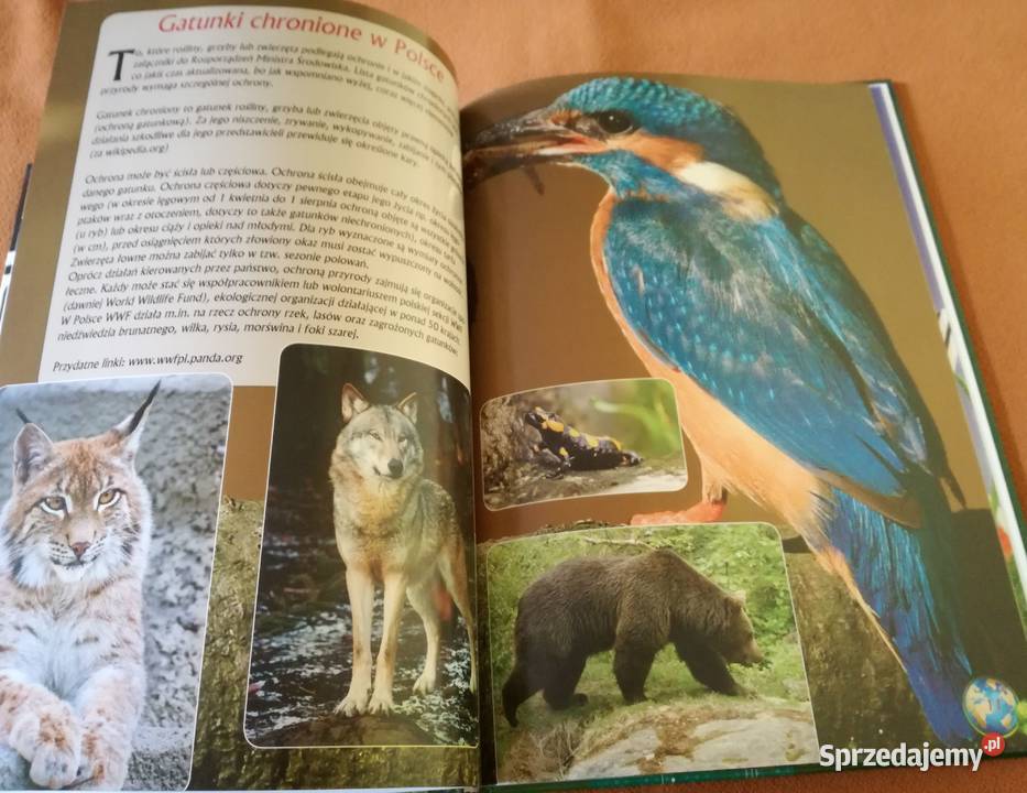 Ekologia Wydawnictwo FenixPoradnikalbum przyroda, krajobrazy Łódź