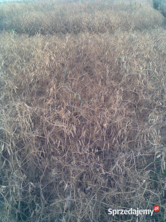 sprzedam groch Opatów sprzedam