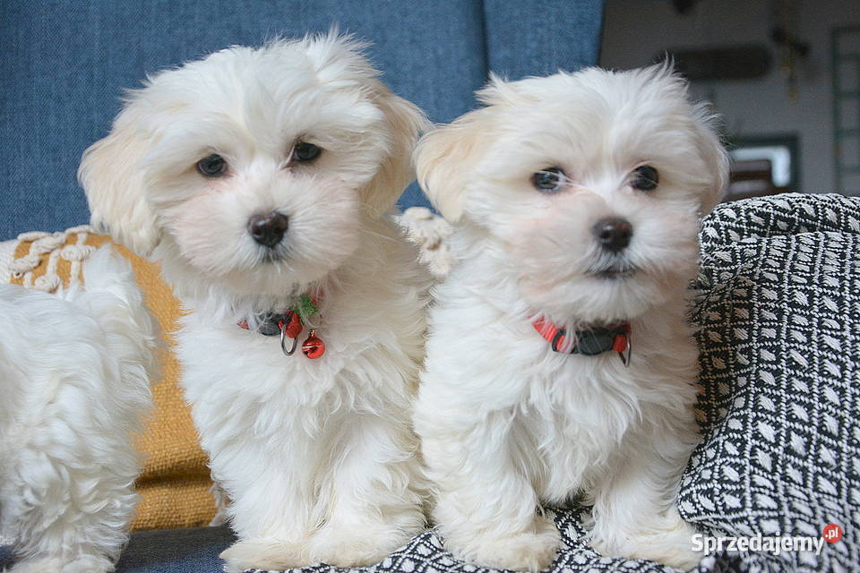 Przyjazne kochane maltańczyki z rodowodem Stary Sącz