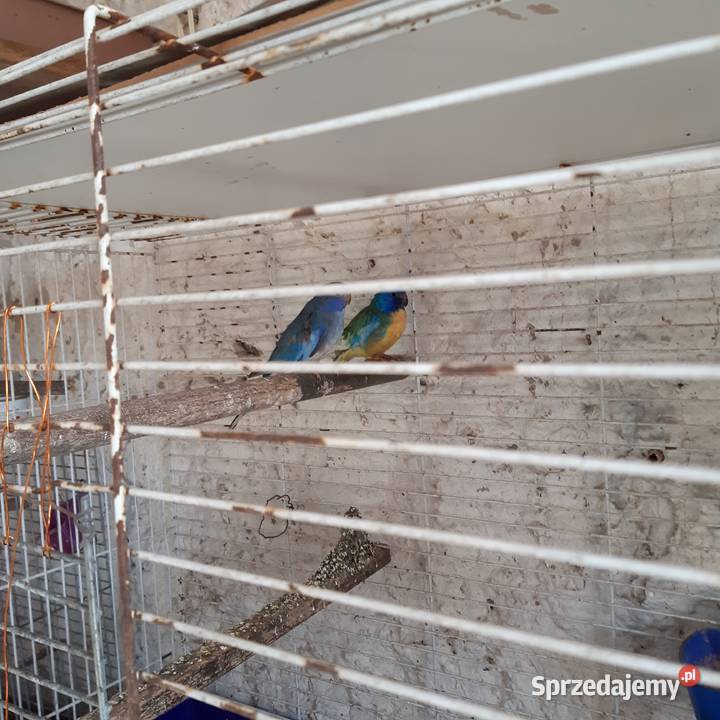 Sprzedam księżniczki walii zielone łąkówki