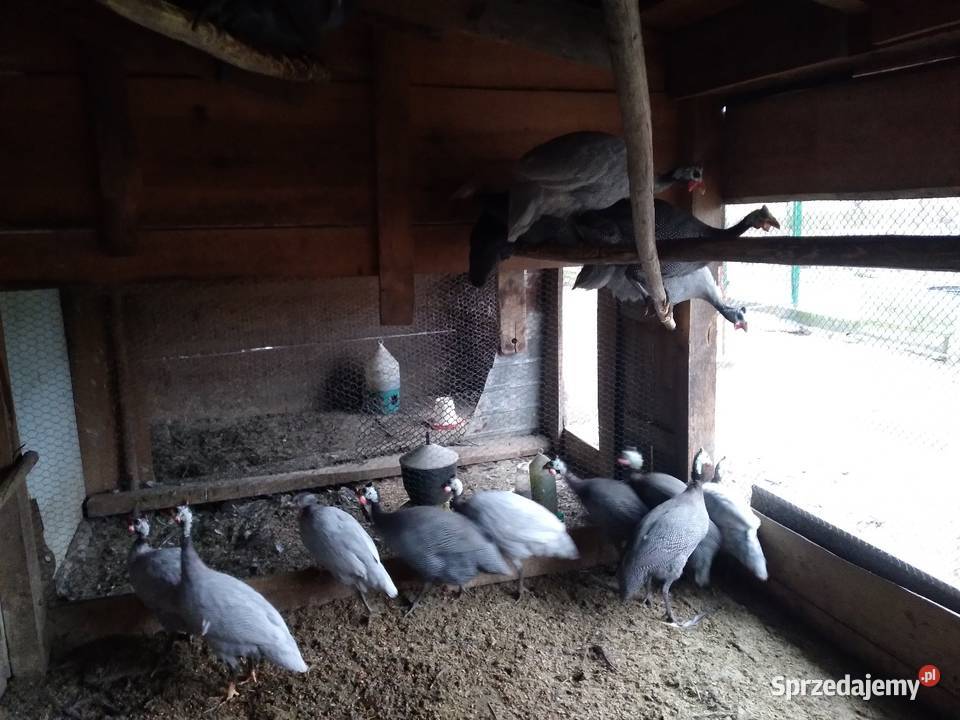 Perliczki samce samice Cmolas