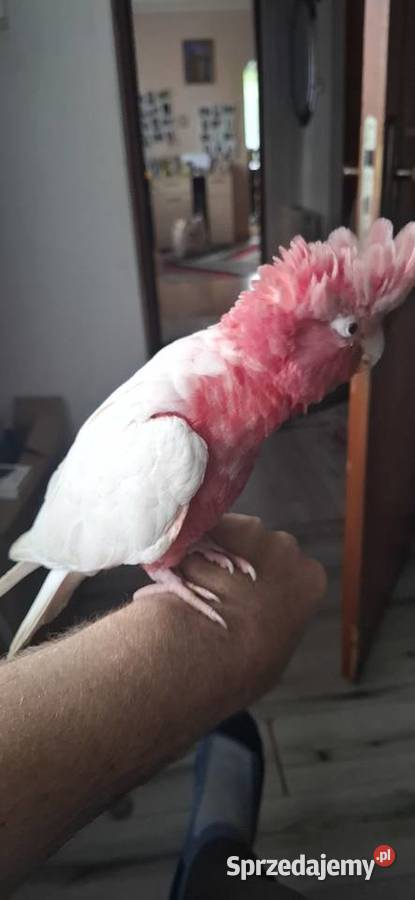 Kakadu różowe lutino