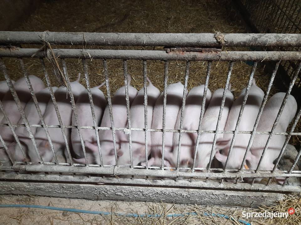Prosięta 20sztuk Gołańcz sprzedam