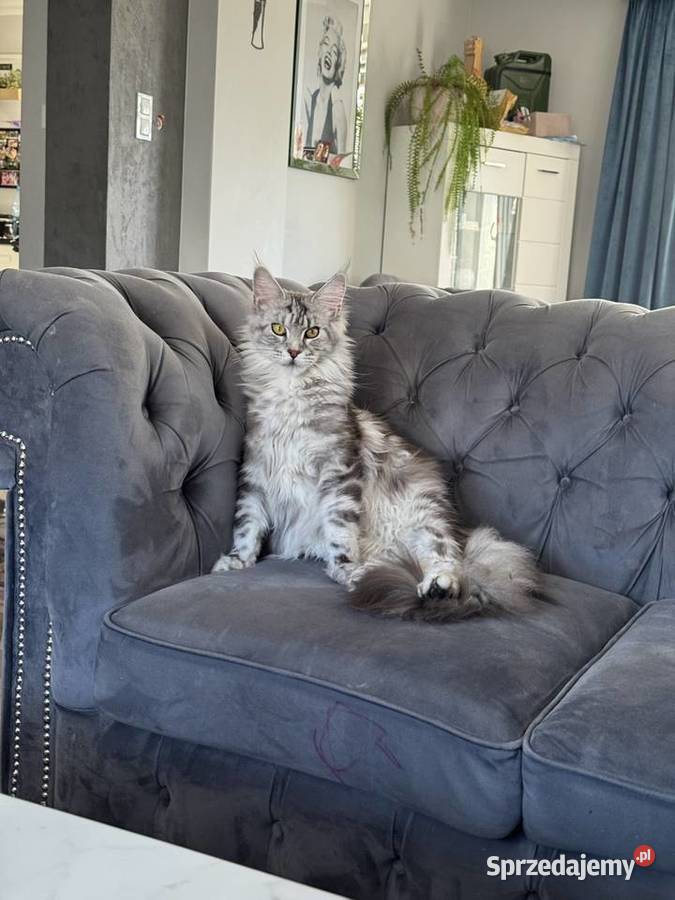 Ares kocurek Maine Coon pomorskie Nowa Wieś Lęborska