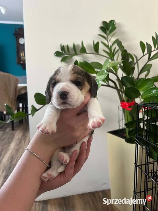 Beagle tricolor ZKwP Konopiska