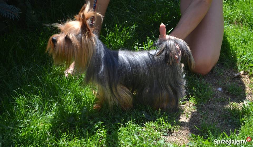 Prześliczny piesek rasy York z rodowodem FCI
