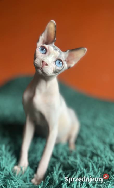 Czarny pręgowany Kocurek Płatna Adopcja Warszawa sprzedam