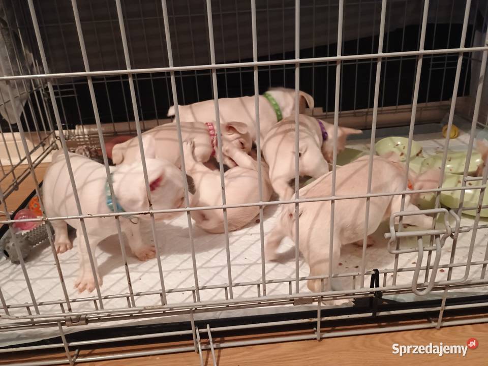 Wysokiej jakości krępe szczenięta buldoga Kucerz