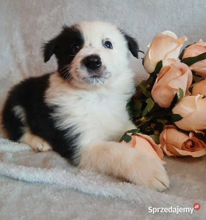 Border collie piesek Toruń