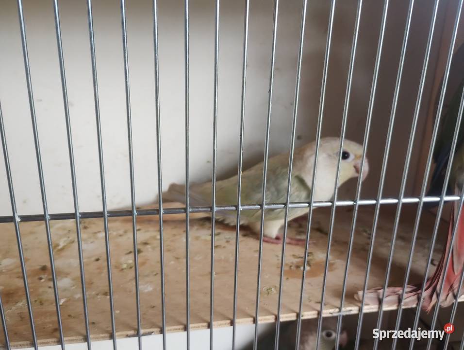 Sprzedam parę lęgowa rudosterek Bystra