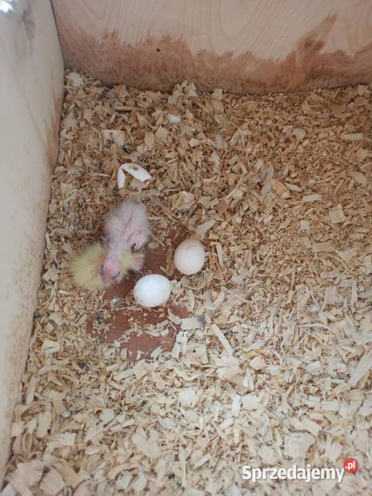 Parka nimf lęgowych młode Grudziądz