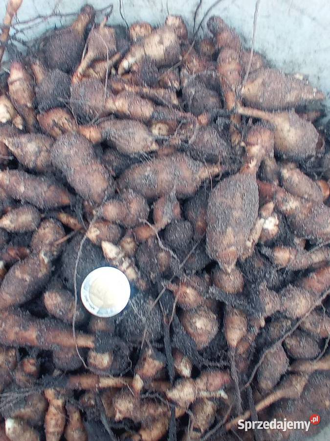 Topinambur słonecznik bulwiasty Ostrzeszów