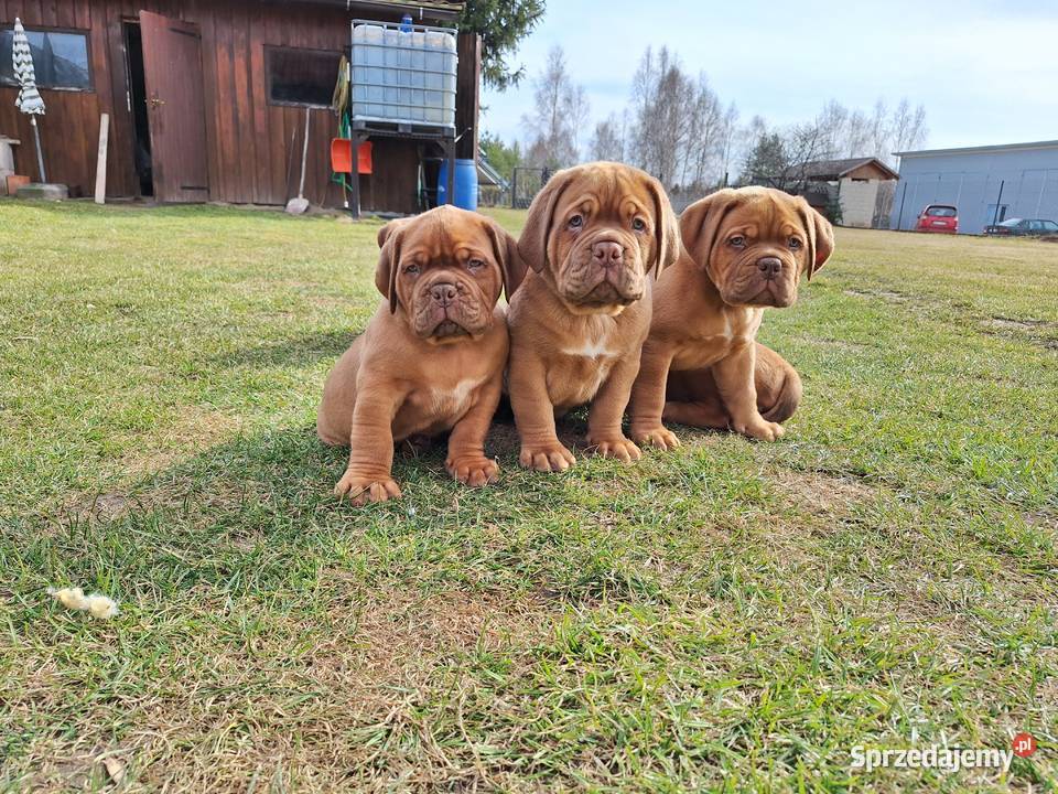 Szczeniak Dogue de Bordeaux Szydłowiec