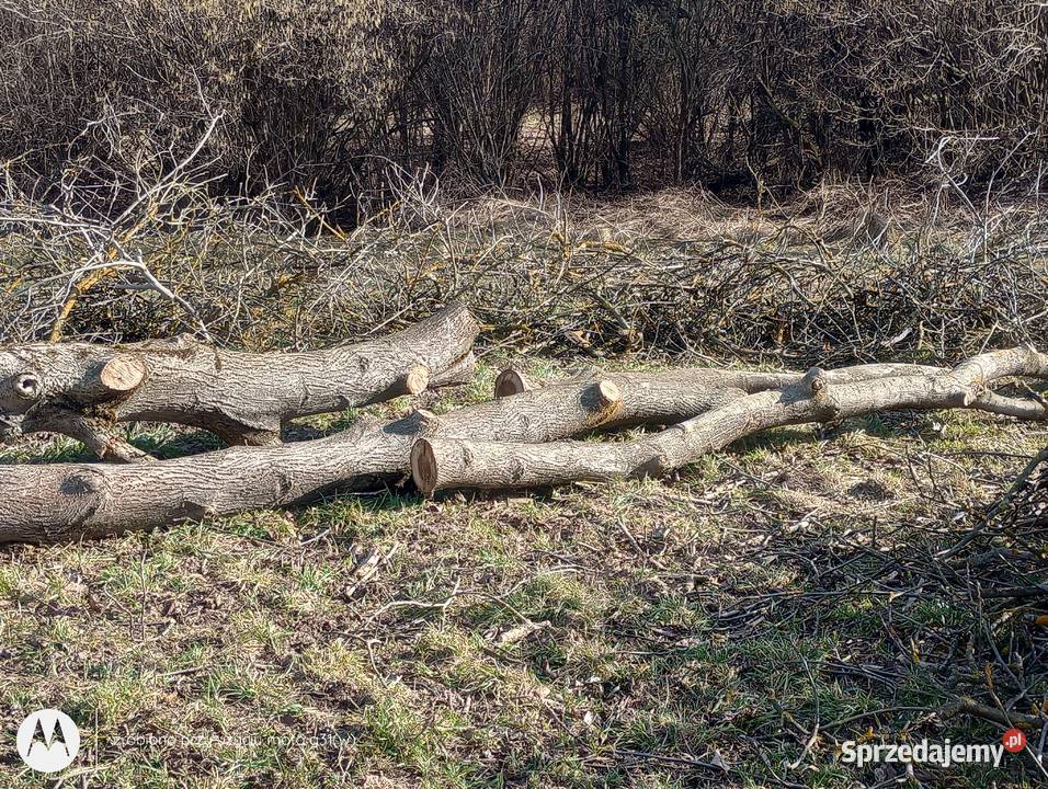 orzech włoski Pozostałe podkarpackie Szufnarowa