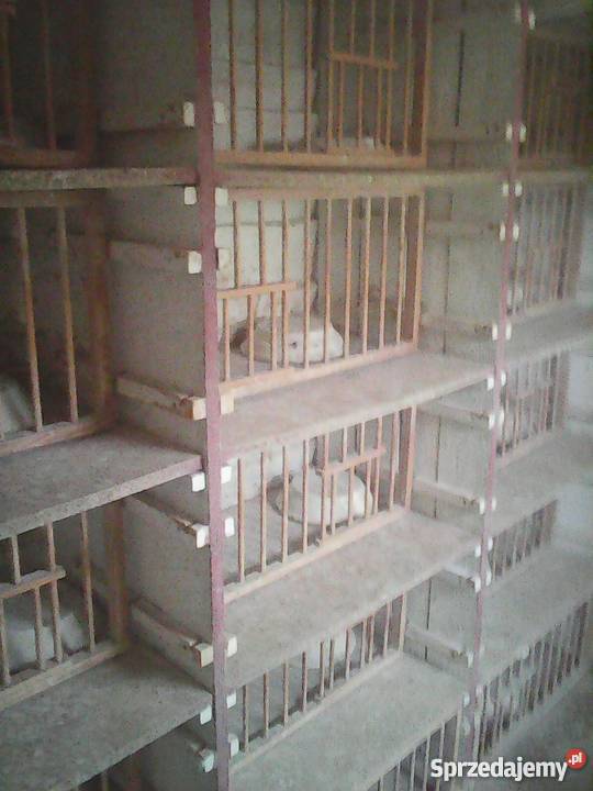 Sprzedam gołębnik drewniany 5 cel Białogard