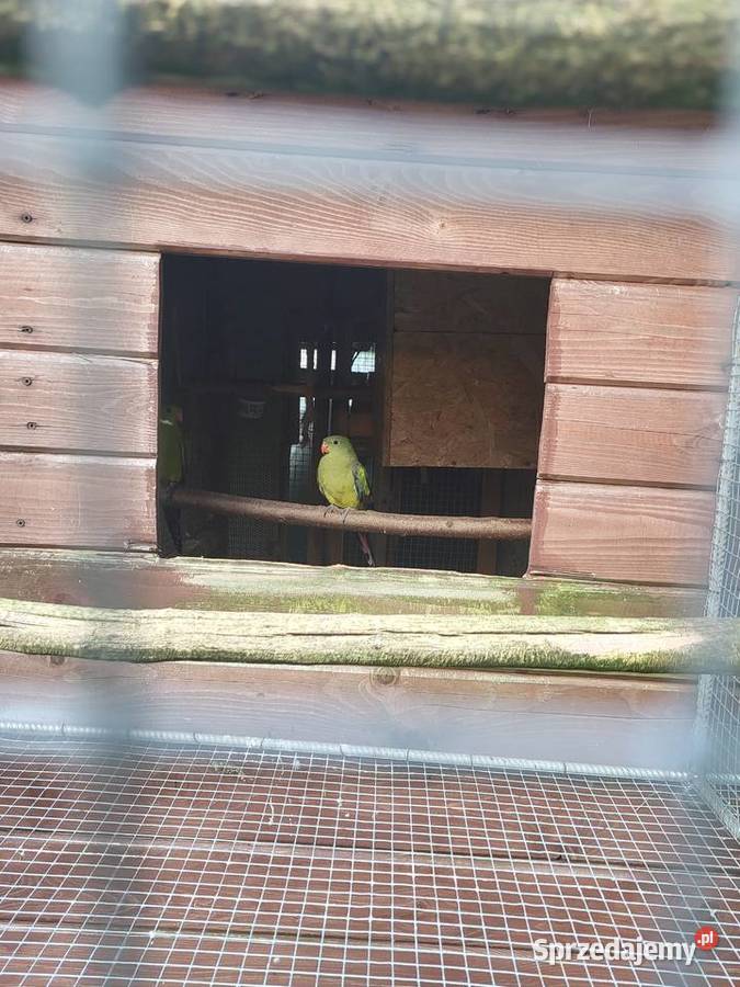 Papugi młode dorosłe pary Przytkowice