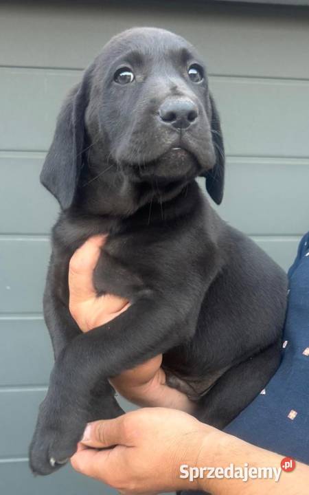 Labrador szczeniaki czarne I biszkoptowe Chronów