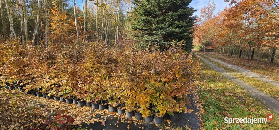Buk pospolity fagus sylvatica w donicach 5 lubelskie