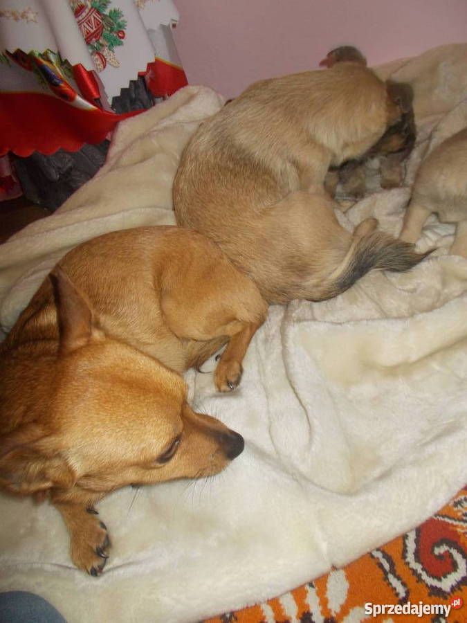 oddam małe pieski rasy chiuaua podkarpackie Hermanowa