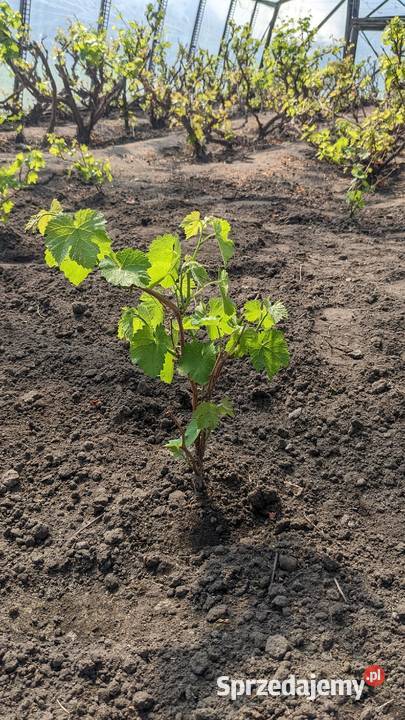 Sadzonki WINOGRONO białe Kryształy warmińsko-mazurskie