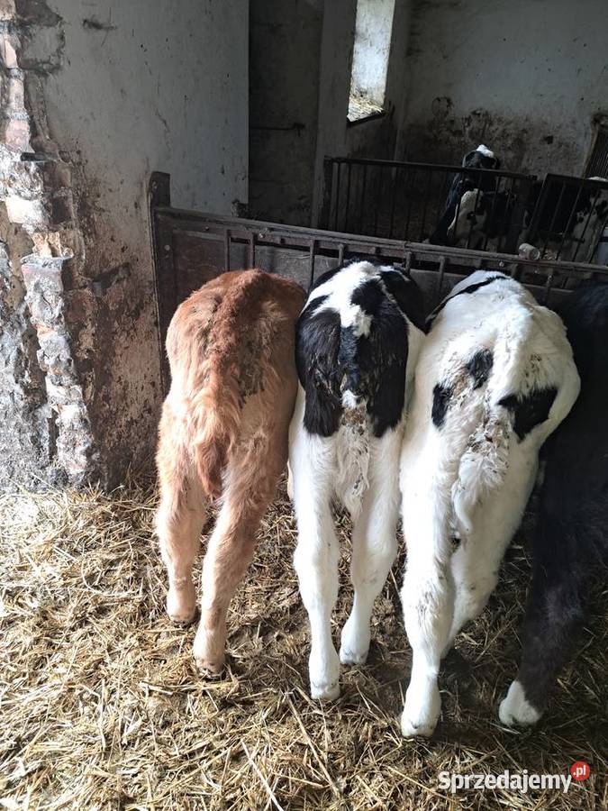 Cielaki jałówki byczki żeruny Rolnictwo Skórcz
