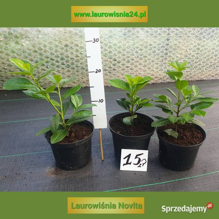 Laurowiśnia nowita Wieruszów