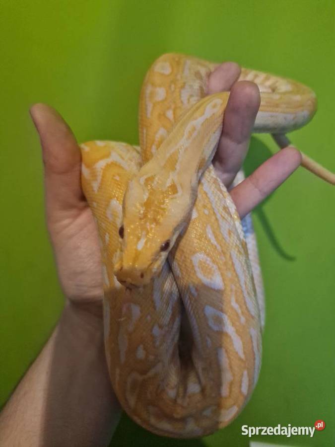 Pyton birmański pyton tygrysi samica Zwierzęta sprzedam