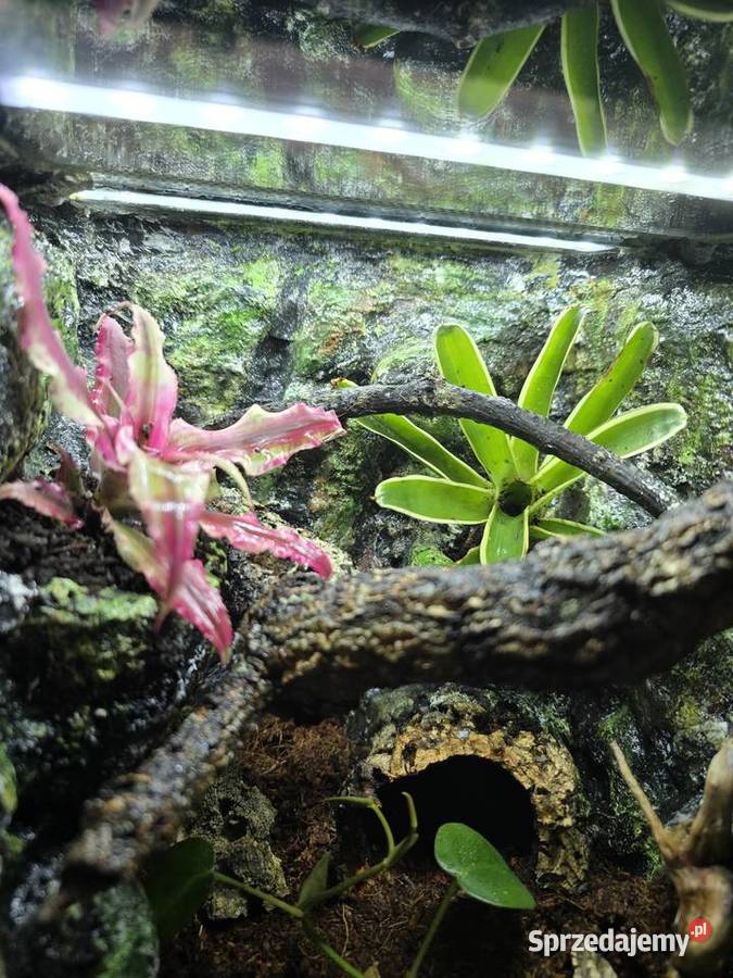 Terrarium tropikalne 25x25x25 ptasznika w Ostrów Wielkopolski