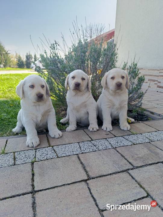 Pieski i suczki czarne Labradory Retriever Tarnów