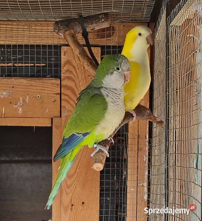 Mnichy nizinne szukają domu Pogorzałki