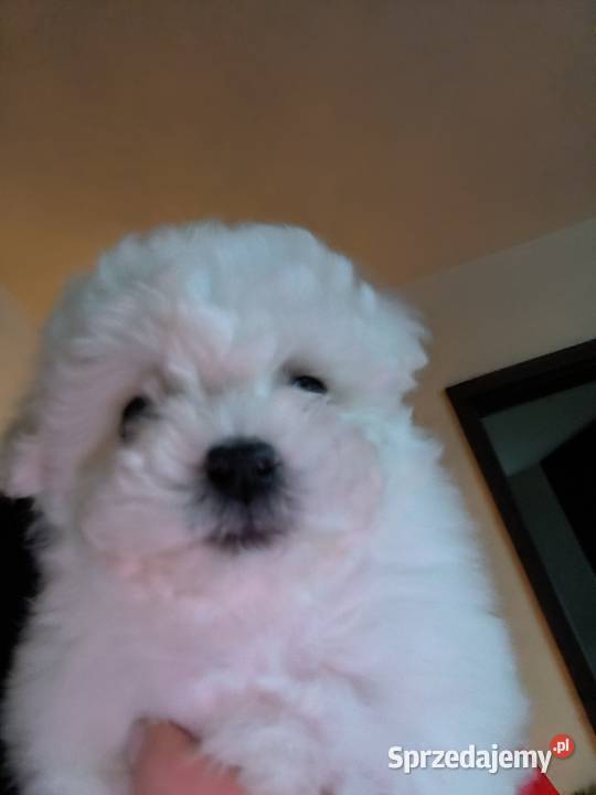 Szczeniaczek Bichon Frise Pozostałe Pabianice