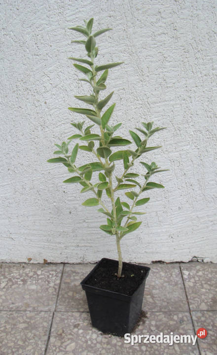 OLIWNIK WĄSKOLISTNY sadzonki w doniczkach Ogród Lubanie sprzedam