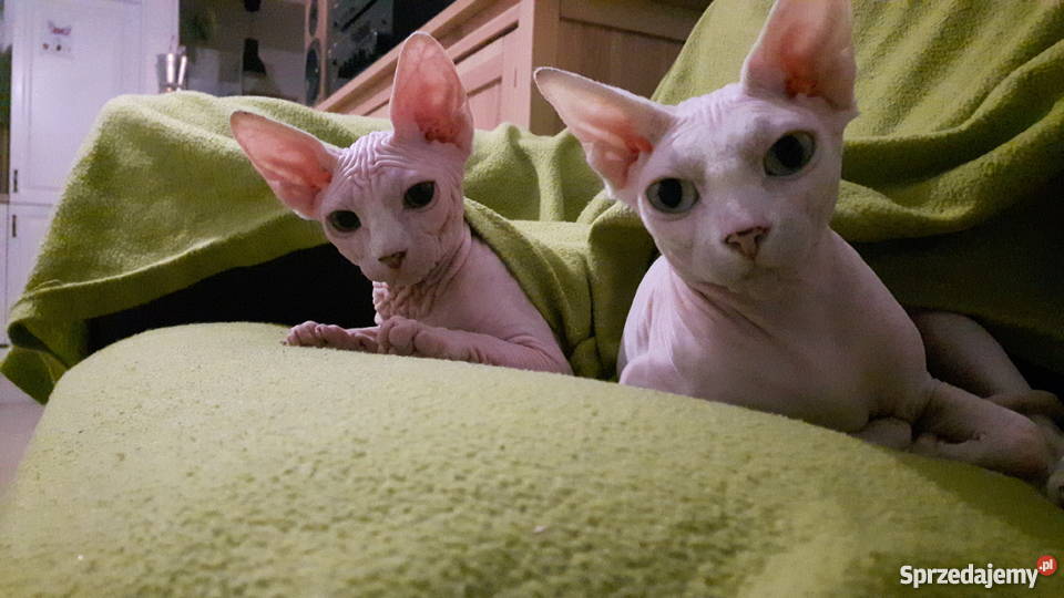 sprzedam kotka rasy sfinks kanadyjski Rzeszów
