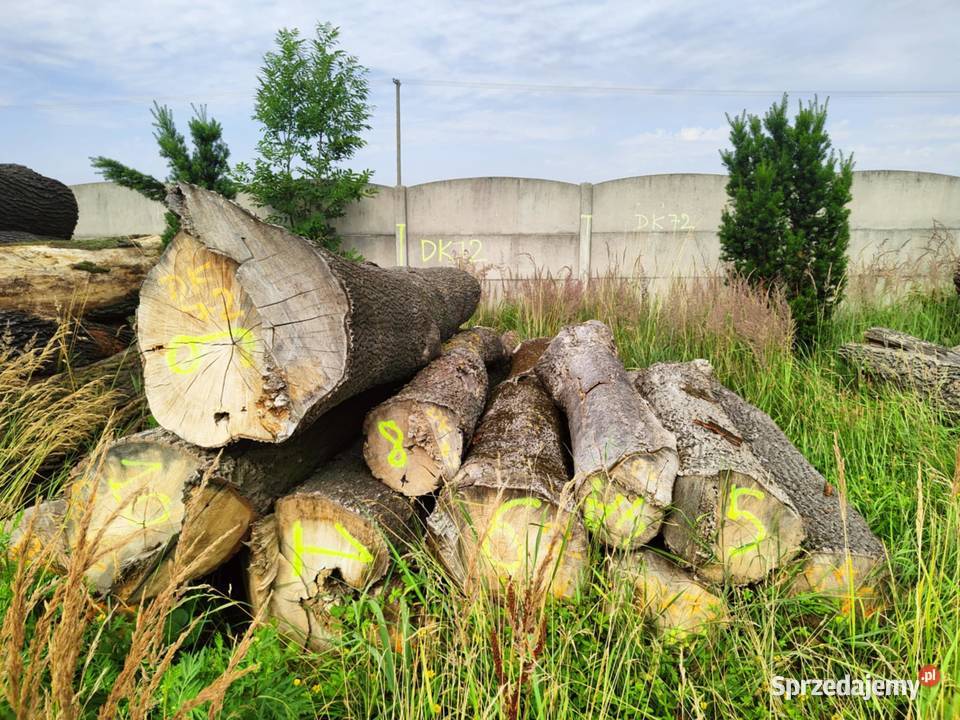 sprzedam drewno liściaste w kłodach Wojsławice sprzedam
