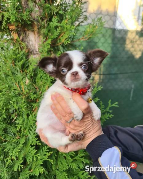 Chihuahua śliczna suczka długowłosa biało Częstochowa sprzedam
