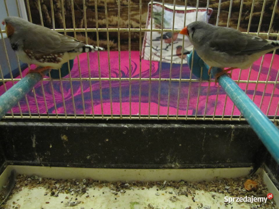 Sprzedam zeberki Toruń