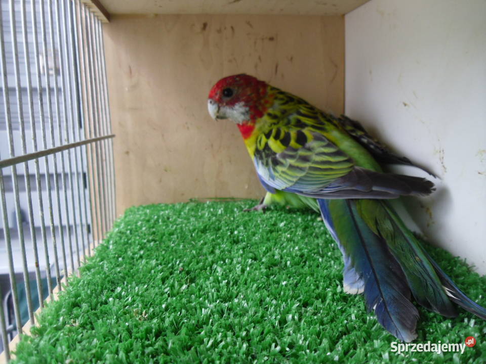 Rozella Rozelle Białolice Toszek